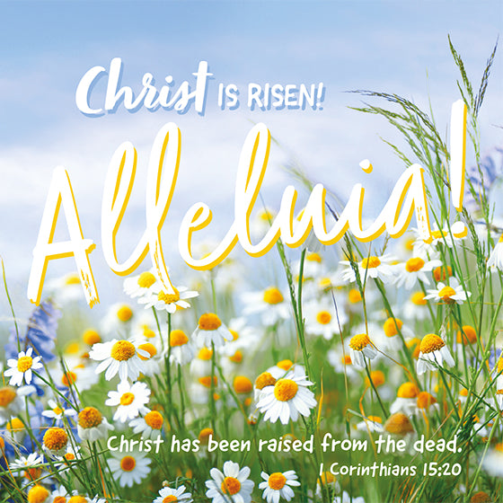 Compassion Charity Easter Cards - Alleluia!/Daisies