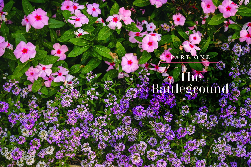 Blooms After Winter