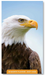 2027-2028 Pocket Planner: Eagle