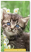 2027-2028 Pocket Planner: Kitten