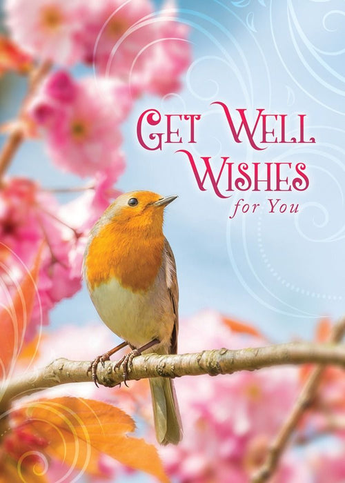 Feathered Friends Boxed Cards (Pack of 12)