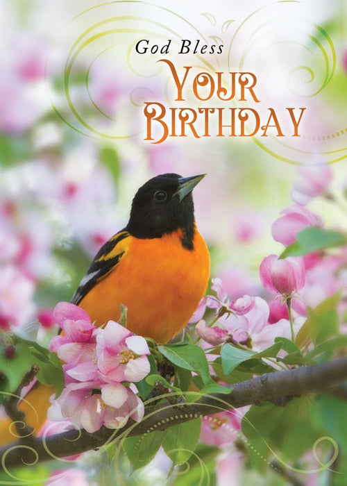 Feathered Friends Boxed Cards (Pack of 12)
