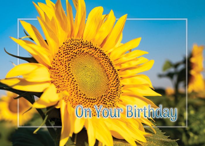 Sunny Wishes Boxed Cards (Pack of 12)