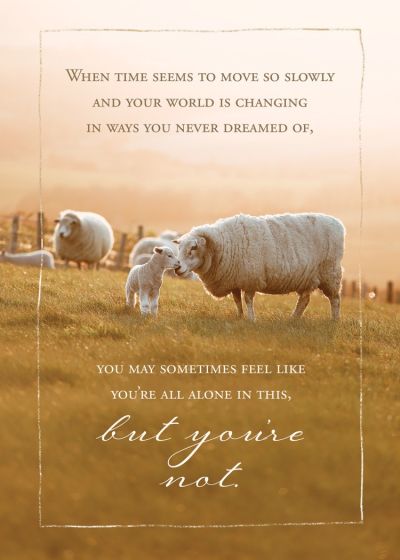 Perfect Peace Boxed Cards (Pack of 12)
