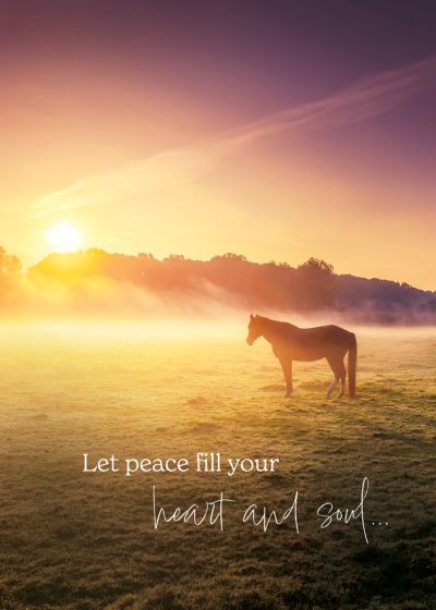 Misty Moments Boxed Cards (Pack of 12)