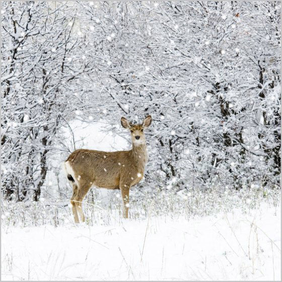 Christmas Cards: Deer In Snowy Wood (Pack of 4)